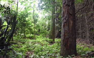 Rehabilitación Medioambiental
